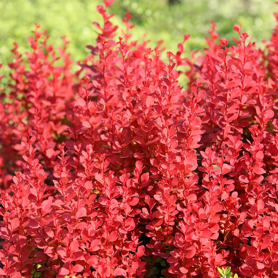 Berberis thunbergii 'Orange Rocket'